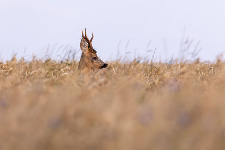 Blattjagd auf Reh