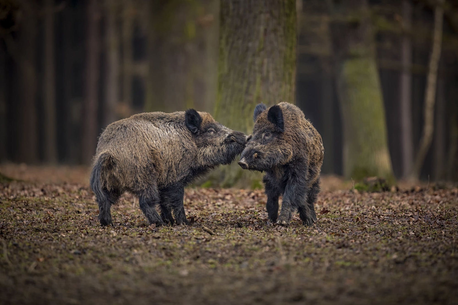 Jagd auf Wildschweine mit Entfernungsmesser