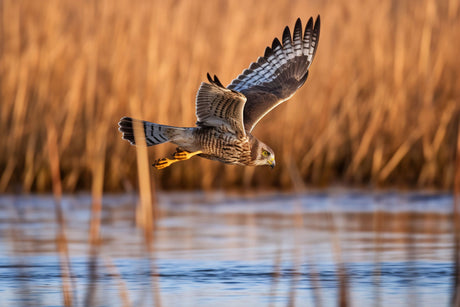 Jagd auf Greifvögel