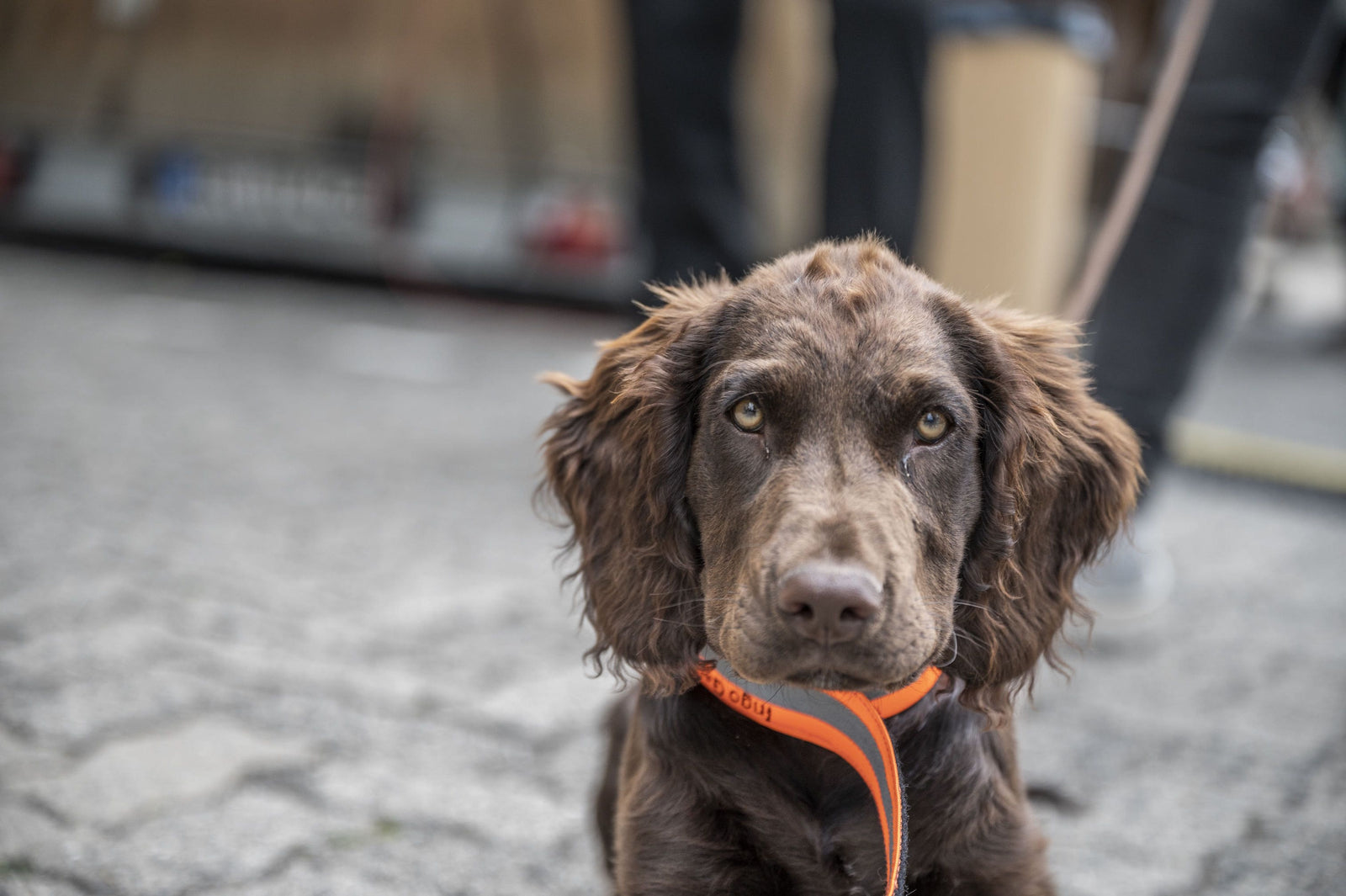 Halsung für Jagdhunde