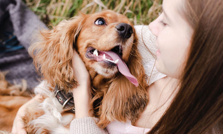 Ausstattung für Hunde