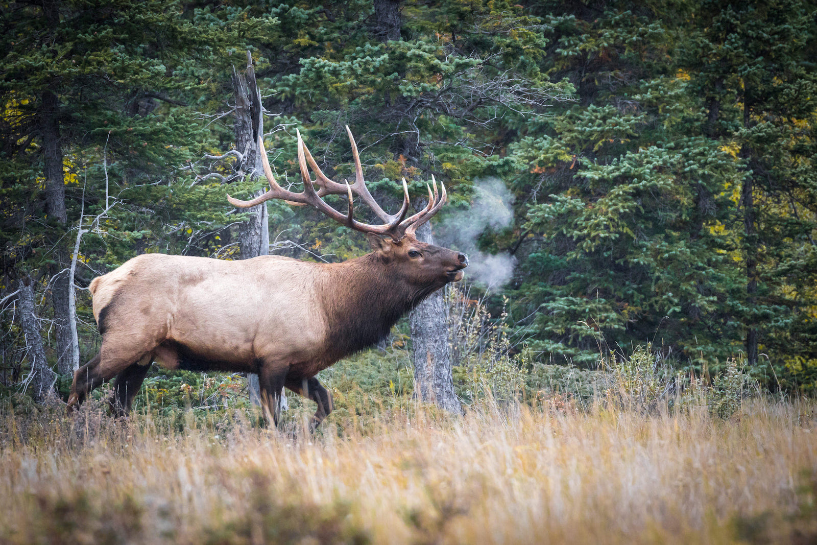 Jagd in den USA