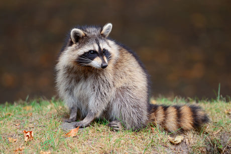 Lockjagd auf Waschbär