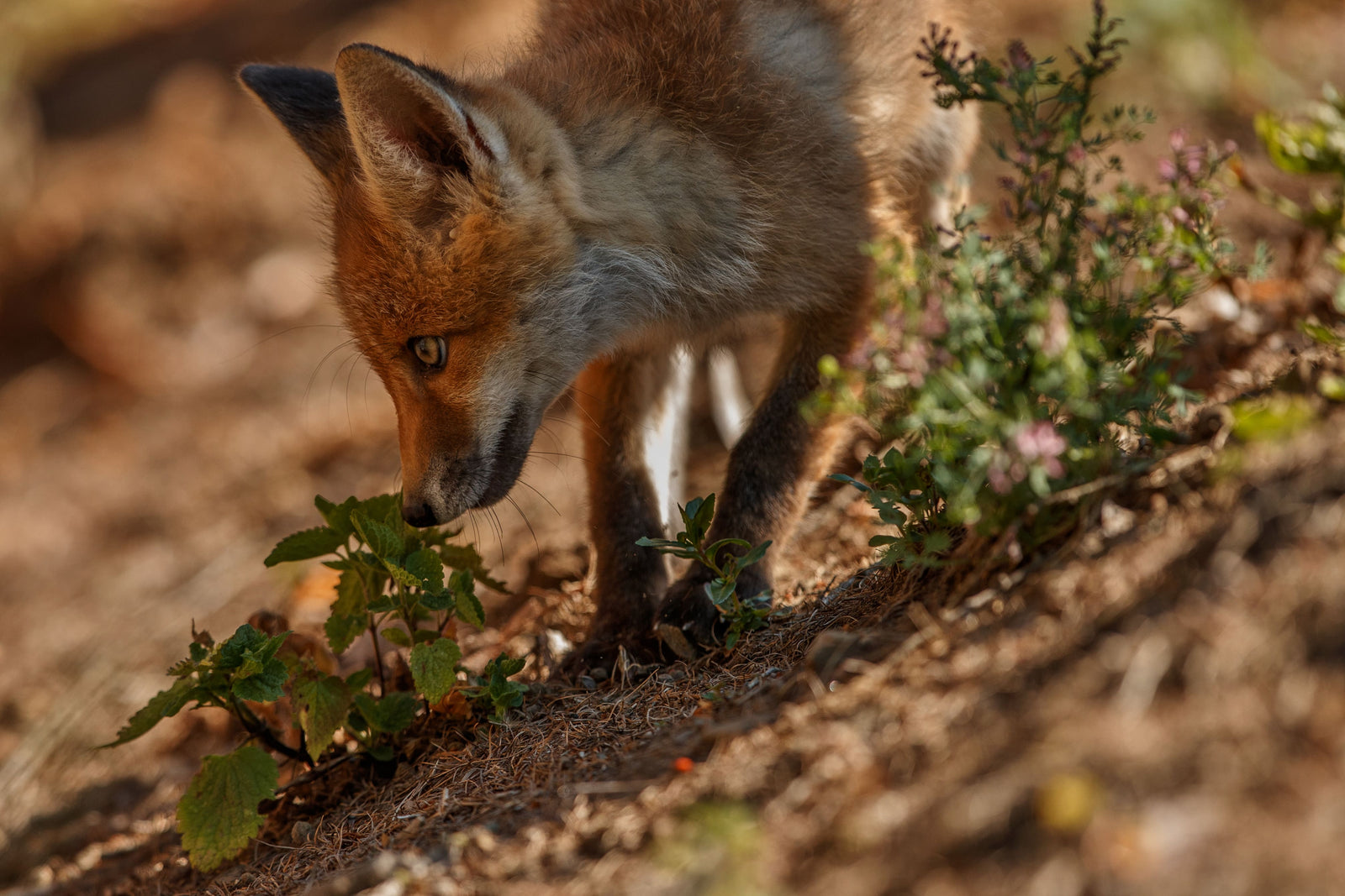 Raubwildjagd auf Fuchs