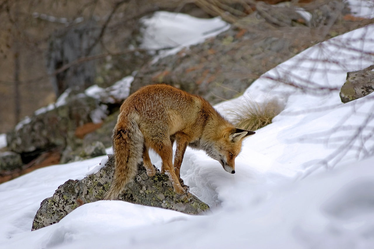 Fuchs Schonzeiten