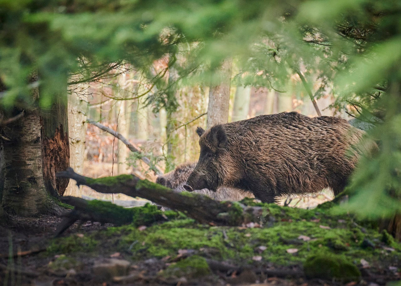 Drückjagd auf Schwarzwild