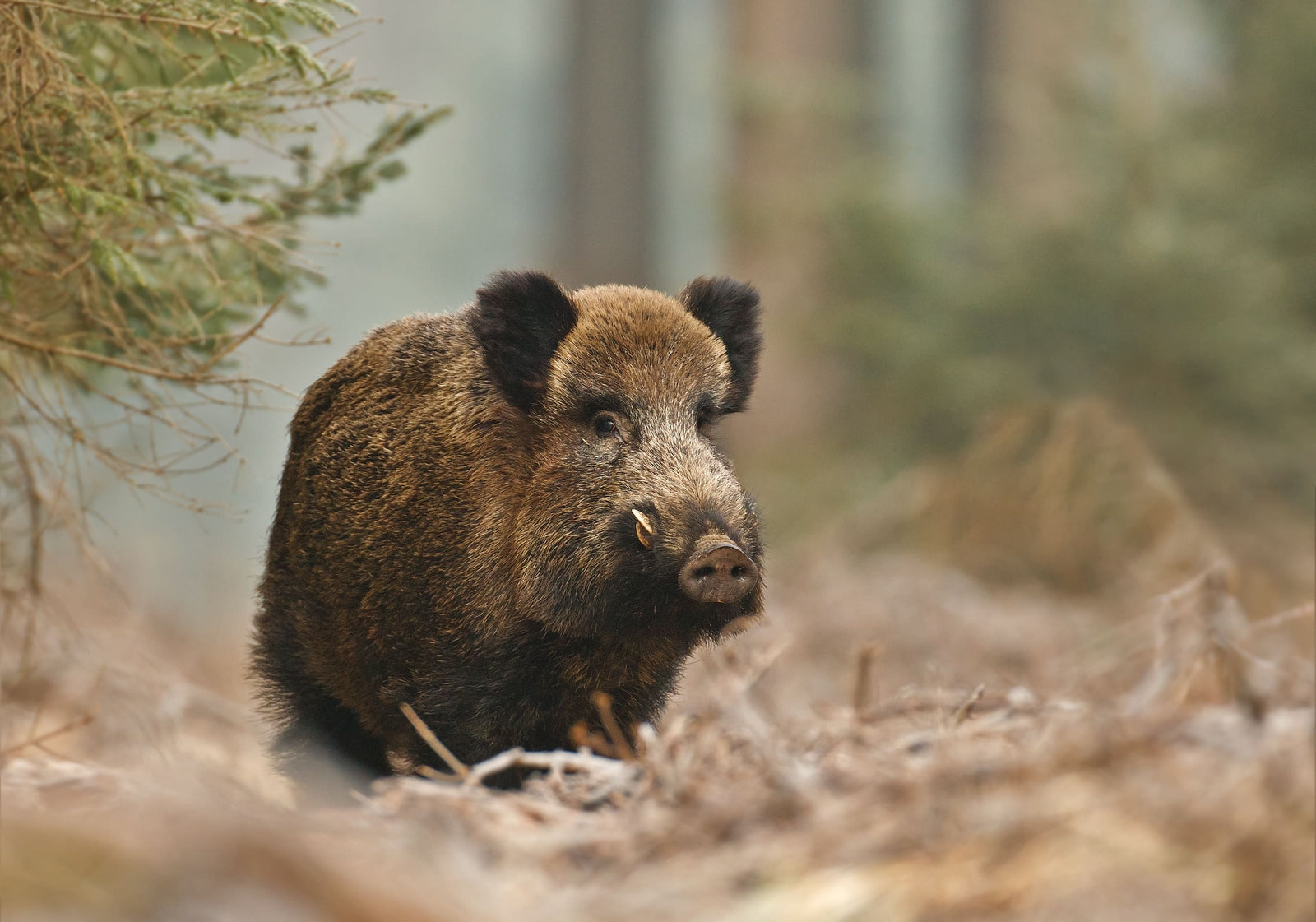 Schwarzwildjagd