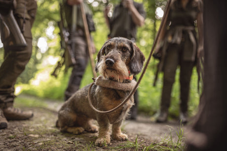 Jagdhunde Bücher