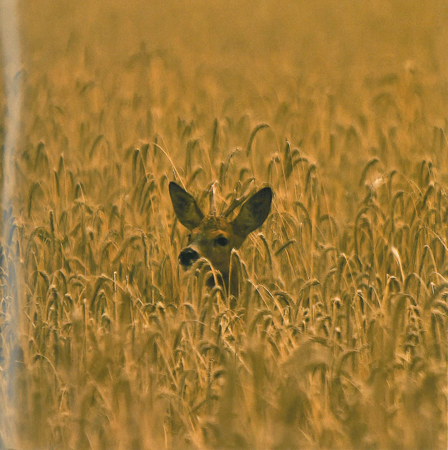 Grußkarte mit Sound "Bock"