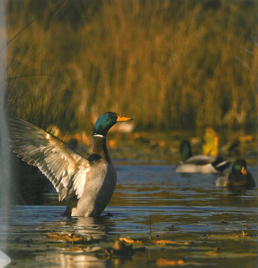 Grußkarten mit Sound "Enten"