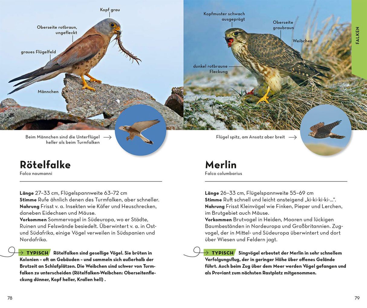 Basic Greifvögel und Eulen, Dierschke