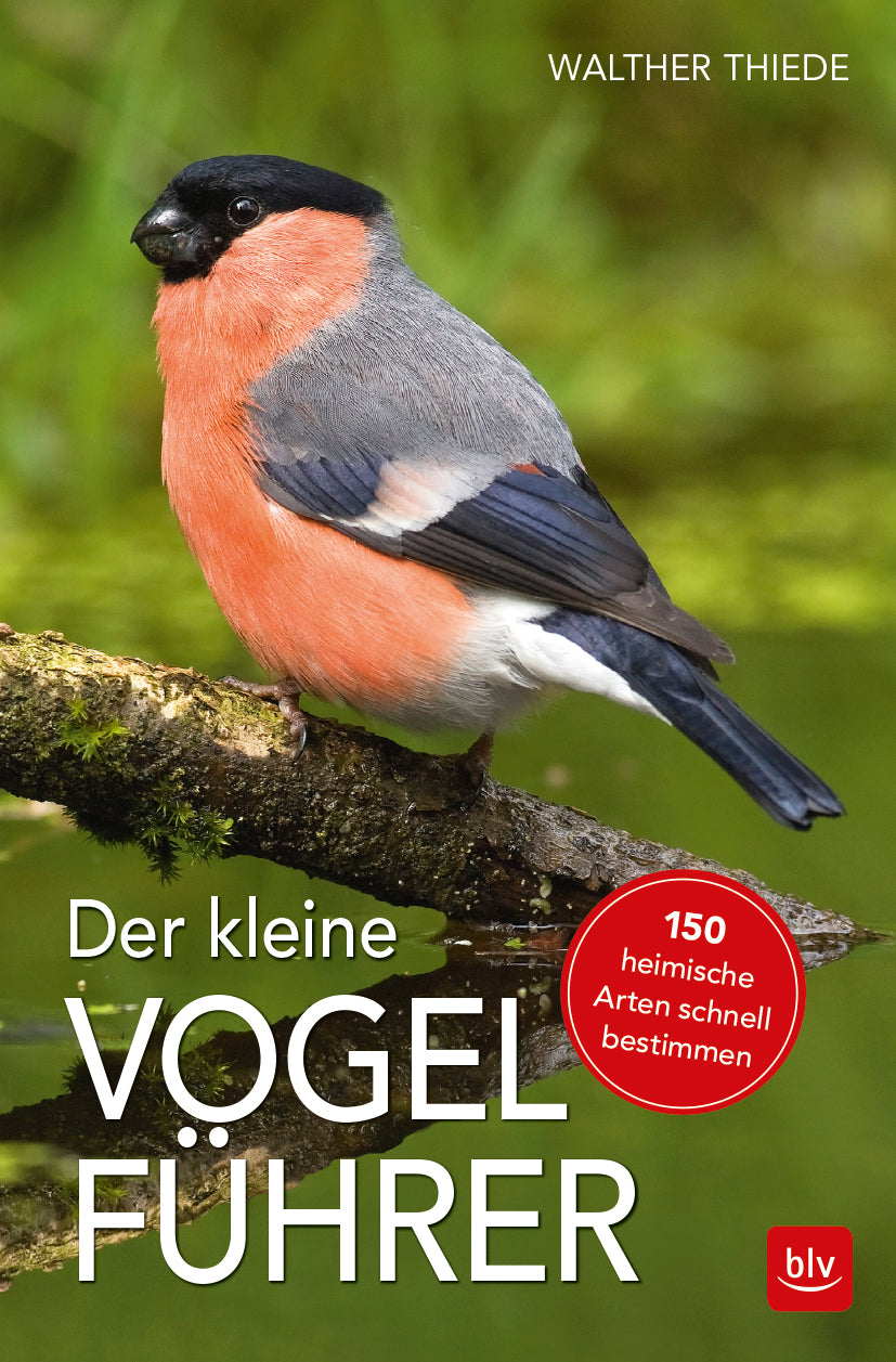 Der kleine Vogelführer, Thiede