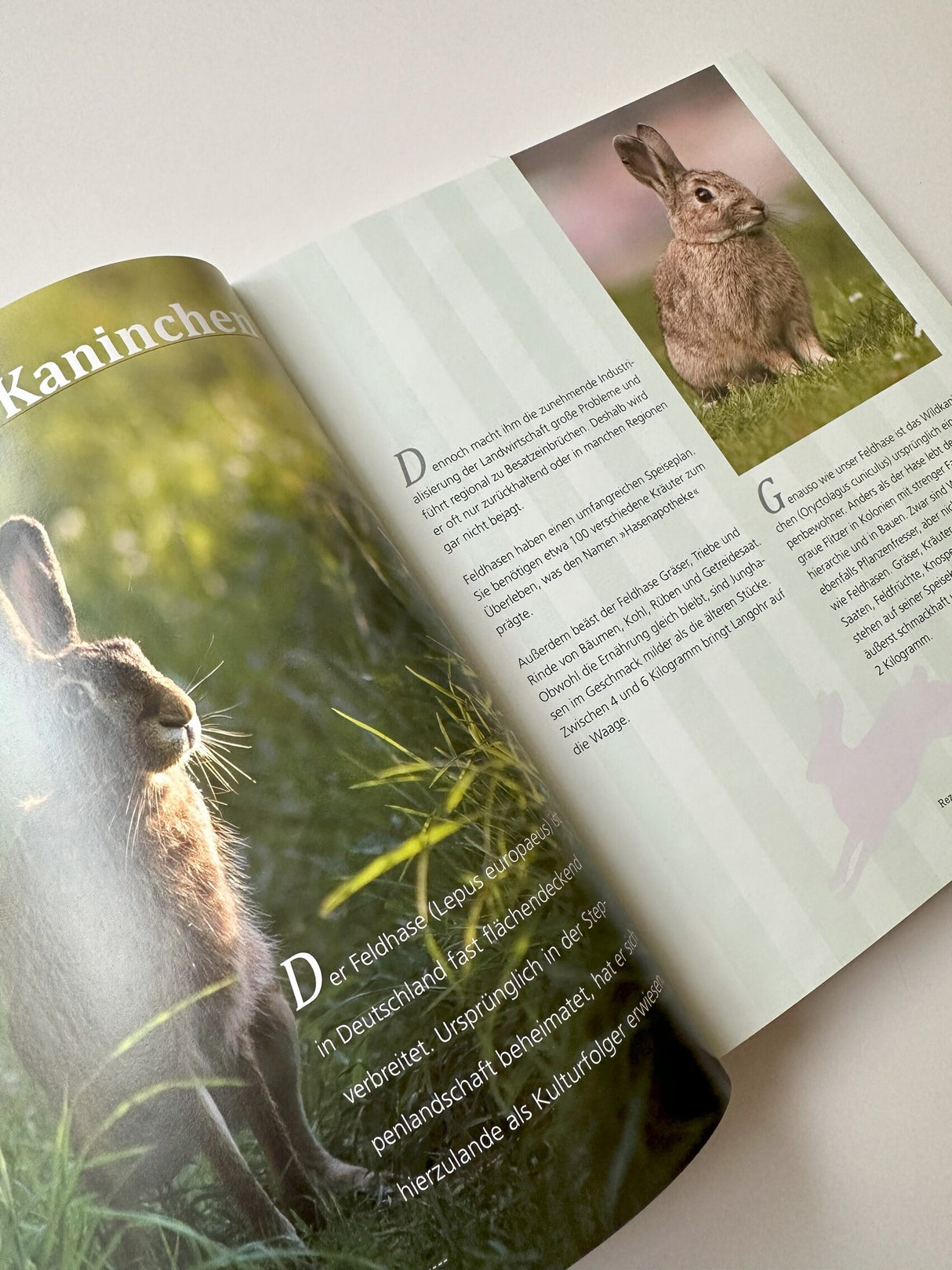 Einfach Wild - Das Wildkochbuch